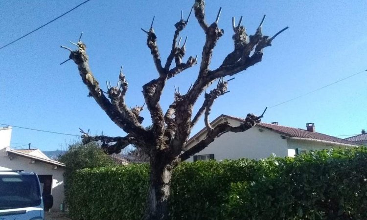 Taille de platane - Cheval-Blanc - O'Vert Jardin